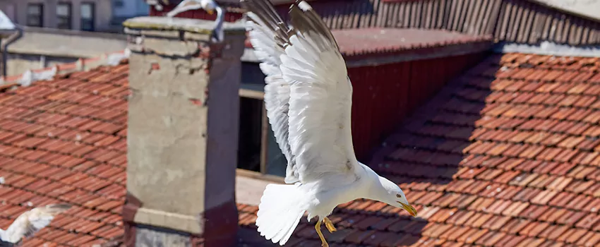 Residential Chimney Animal Removal Solution in Lynnwood, WA