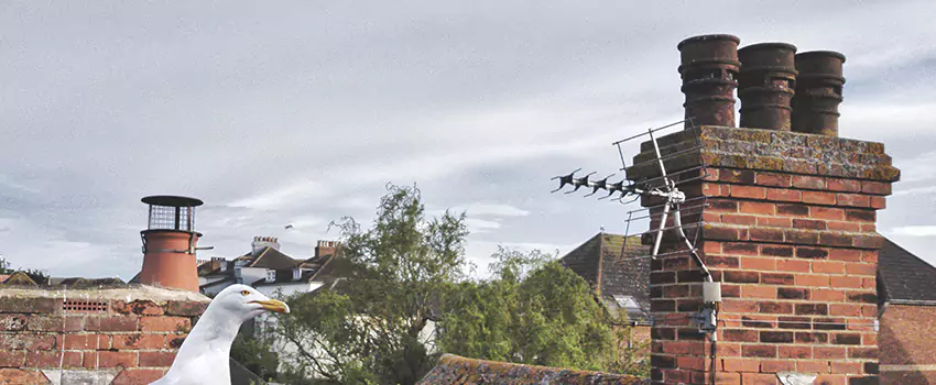 Chimney Cleaning And Restoration in Lynnwood, Washington